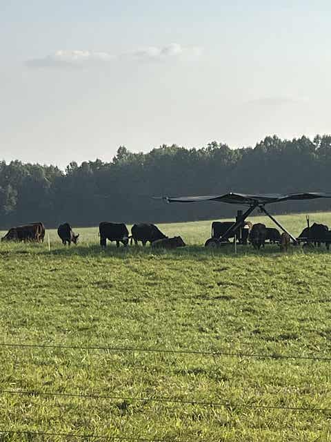 Beef from Five Creeks Farm illustrating Dr. Raymond Kordonowy’s comparison of TrumpRx prescription drug pricing hype versus real consumer savings