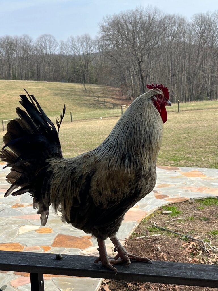 Rooster standing outdoors on a farm at the conclusion of Dr. Raymond Kordonowy's TrumpRx prescription drug pricing article
